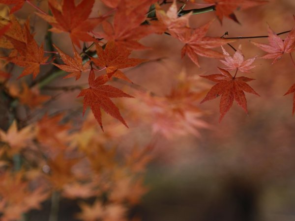 Aging in a Changing Climate