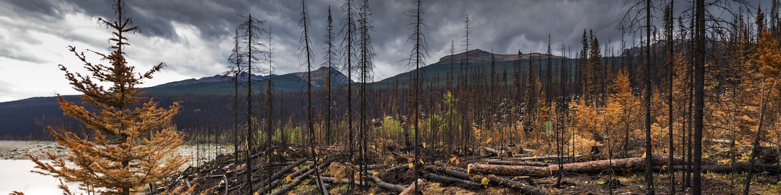 wildfire water health