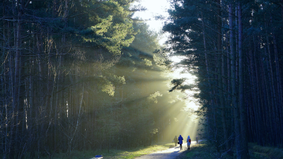 walking in the forest