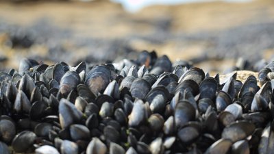 mussels