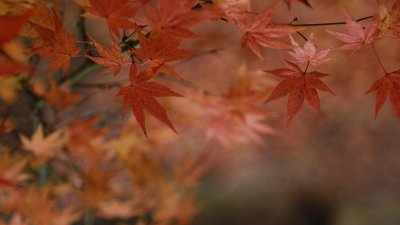 leaves